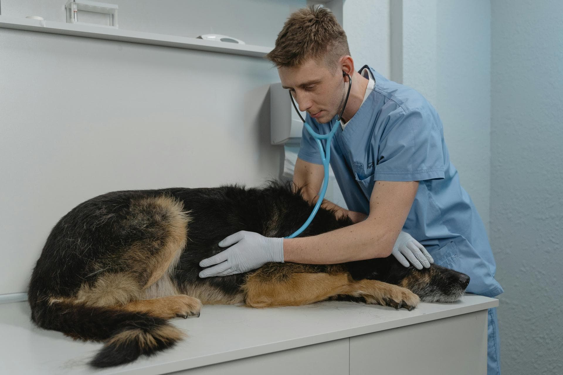 Vet examining dog on table